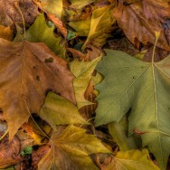 herbstblatter_2007_tm