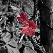wine leaf in autumn
