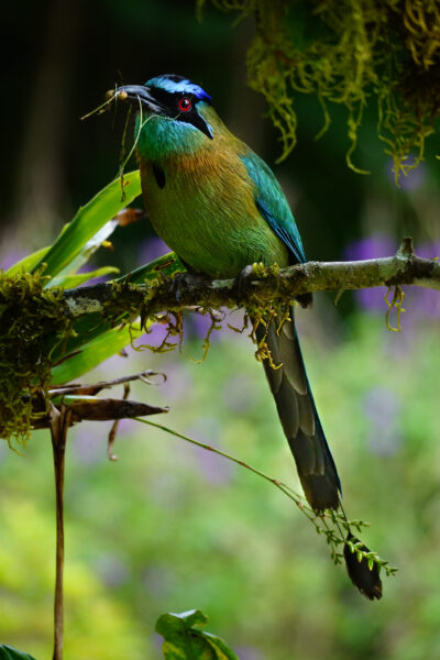 Motmot - Kingfisher in Costa Rica