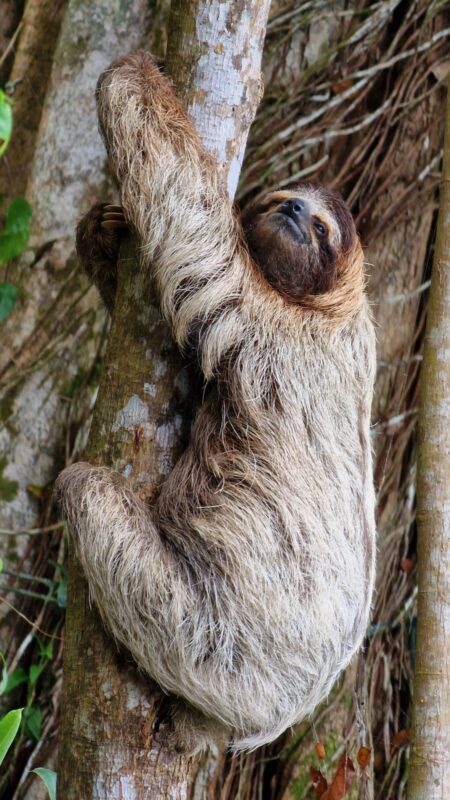 A sloth is hanging from a tree and looking straight at the camera.