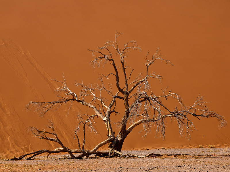 tree in sossusvlei, Namibia