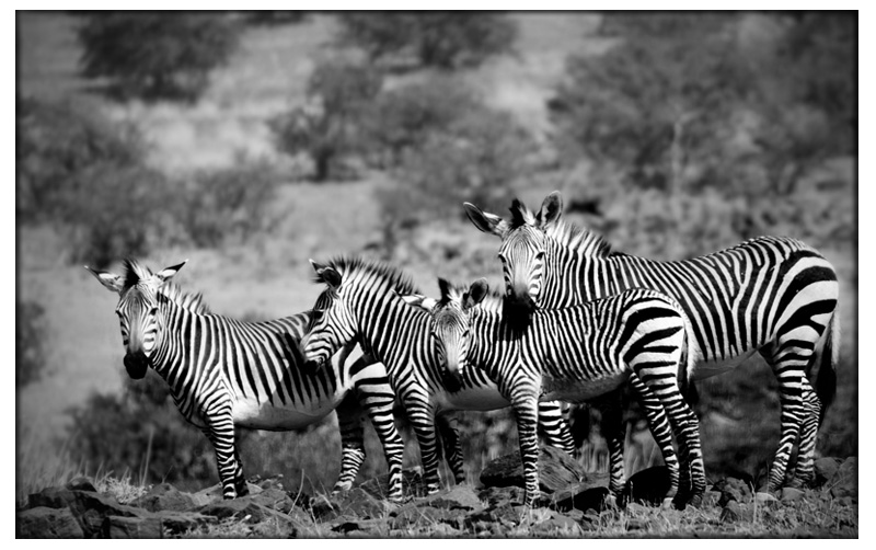 zebras in Namibia